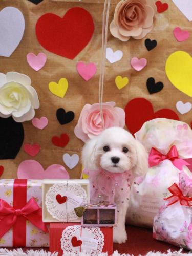 20230208みるくちゃん